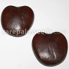 Image result for Entada stuhlmannii