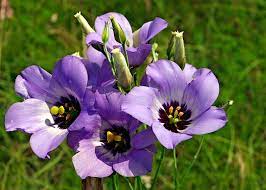 Flower is an unincorporated community in braxton county, west virginia, united states. Texas Bluebells Wildflowers Are Good In The Garden Too