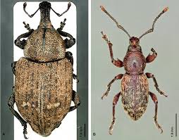 Image result for Plinthus