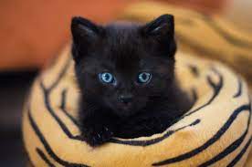 Vic Dana Black Cat Breeds Black Cat Pictures Names For Black Cats