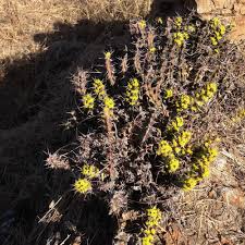 Image result for Euphorbia schinzii