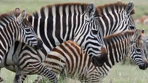 Region Spotlight Mandusi Swamp Is A Marshy Floodplain Formed By The Munge Stream The Swamp Is A Special Habitat In 2020 Bull Elephant Small Pets Herd Of Elephants