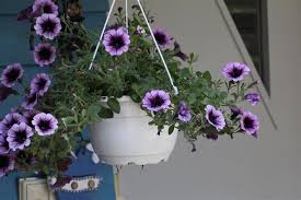 Be ready with that name because you will be asked time and time again. The Best And Most Popular Indoor Hanging Plants To Grow Gardenerdy
