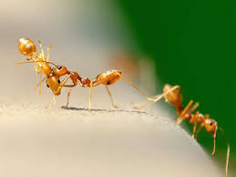 7 household items that kill ants. How To Get Rid Of Ants In The House