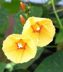 Yellow Morning Glory Ipomoea Hederifolia Var Pumpkin Morning Glory Flowers Beautiful Flowers Garden Garden Vines