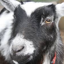 The pets community on reddit. Welcome To Voat Reddit Killer Troll Haven And The Strange Face Of Internet Free Speech The Verge