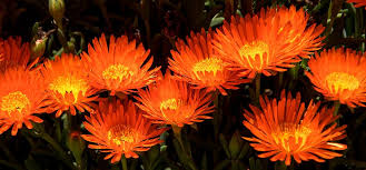 Popularly known as drought resistant plants or desert plants, when people think of succulents they produce bright deep orange flowers. Flowers Orange Bloom Succulent Pigface Garden Bright Flowering Plant Flower Freshness Pxfuel