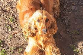 It is noteworthy for producing one of the most varied numbers of pups in a litter among all dog breeds. Young Red English Cocker Spaniel Dog Portrait Photograph By Brch Photography