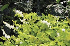 Amsonia 'georgia pancake' is a rare blue star, discovered by native plant guru bob mccartney in a sandhills habitat in central georgia's wheeler county. The Best New Plants For 2016 Finegardening
