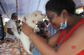 We did not find results for: Kolkata Pet Lovers Happy As Galiff Street Weekly Pet Market Reopens Gallery Social News Xyz