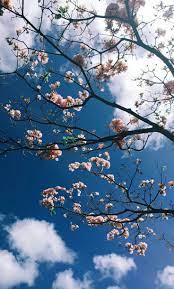 Wallpaper Lockscreen Gratis Beautiful Nature Wallpaper Cute Flower Wallpapers Nature Wallpaper