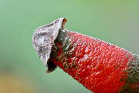 Image result for Mutinus elegans