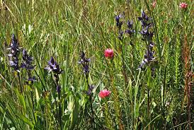 Image result for Swertia erosula