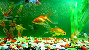 Gift Basket Ideas Aquarium Lovers Gift Basket Aquarium Backgrounds Aquarium Live Wallpaper Fish Wallpaper