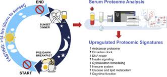 Intermittent fasting is having a moment. Intermittent Fasting From Dawn To Sunset For 30 Consecutive Days Is Associated With Anticancer Proteomic Signature And Upregulates Key Regulatory Proteins Of Glucose And Lipid Metabolism Circadian Clock Dna Repair Cytoskeleton Remodeling
