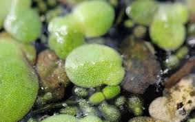 Image result for Lemna