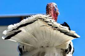 Turkeys are large creatures, very impressive looking and fascinating to have around. How Do You Keep Wild Turkeys Off Of Your Property Nite Guard