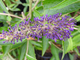 The myth of adonis, a tale as old as time, is a legendary love story that combines tragedy and death on the one hand, and the joy of coming back to life. Baumschule Eggert Blutenstraucher Baumschulen Heckenpflanzen Buddleja Adonis Blue Sommerflieder Adonis Blue In Der Baumschule Bestellen