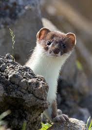 Hermine Tiere Hermine