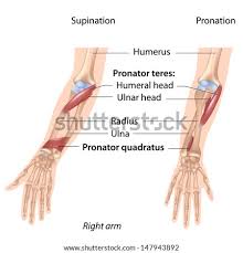 Anterior and posterior muscles of the lower arm. Shutterstock Puzzlepix
