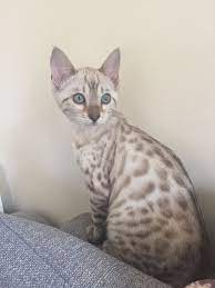 Blue Eyed Snow Bengal Kitten Bengal Kitten Bengal Cat Kitten Bengal Cat
