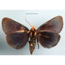 Image result for Deinbollia sp. A