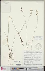 Image result for Orthochilus milnei