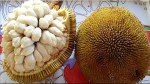 Bentuk wilayahnya didefinsikan sebagai segitiga dengan titik ujung di bagian utara adalah bermuda (wilayah seberang laut britania raya). Nama Buah Buahan Dari Huruf T Www Buahaz Com