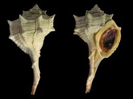 Image result for Micractis bojeri