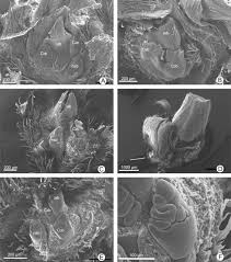 Image result for Enneapogon pretoriensis