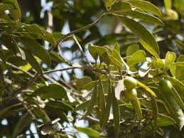 Image result for Elaeodendron orientale