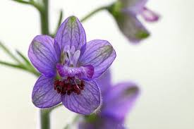 Learn more on our june birth flower page! July Birth Flower Larkspur Jadore Les Fleurs Boutique