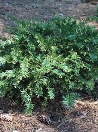 Image result for Polyceratocarpus