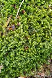 Image result for Cogniauxia trilobata