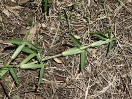Check spelling or type a new query. St Augustine Grass Seed Where To Buy Walter Reeves The Georgia Gardener