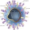 The h5n1 virus can cause severe flu with a high mortality rate. 1