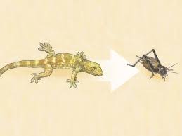 Crickets find entry points into the home from outside. How To Get Rid Of Crickets 9 Steps With Pictures Wikihow