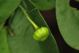 Image result for Turraea obtusifolia