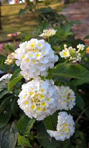 Image result for Lantana tiliifolia