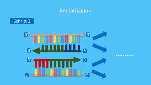 Besonderes augenmerk liegt auf der rate fals. Polymerase Kettenreaktion Pcr Ablauf Und Anwendung Mit Video