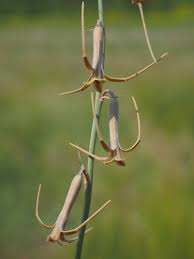 Image result for Dipcadi viride