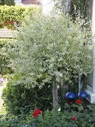 Weiden Vielfaltige Gattung Mit Hohem Okologischem Nutzen Garten Gartengestaltung Landschaftsdesign