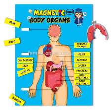 E1009 2015 New Learning English Conversation Magnetic Body Organs Chart Buy Magnetic Toys For Kids Educational Toys For Kids Creative Toys For Kids