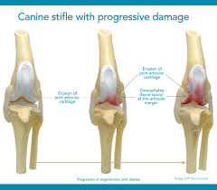 Diagnosing bone cancer in dogs. The Only Fda Approved Dmoad That Inhibits Cartilage Loss Adequan Canine