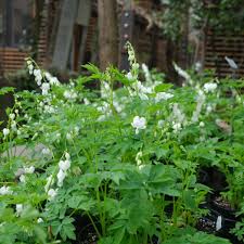 Image result for Dicentra spectabilis alba