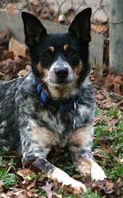 Click here to see our australian shepherd mama's. Texas Heeler Australian Shepherd Cattle Dog Mix