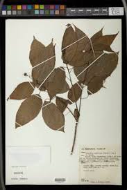 Image result for Inhambanella henriquesii