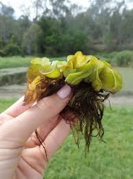 Image result for Salvinia hastata