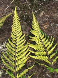 Image result for Pityrogramma