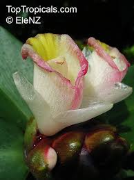 Image result for Costus afer